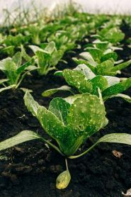 Фруктовий рай, мережа магазинів овочів та фруктів фото