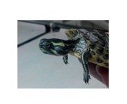 Айболіт, пункт невідкладної ветеринарної допомоги фото