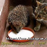 Carbonella, кафе фото