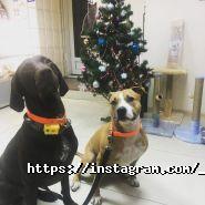 Pets-friends, зоомагазин фото