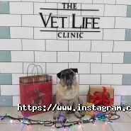 VetLife, ветеринарна клініка фото