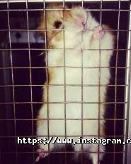 Лапушка, зоомагазин фото