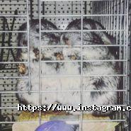 Лапушка, зоомагазин фото