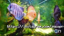 Aquaproject, студія акваріумного дизайну фото