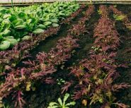 Фруктовий рай, мережа магазинів овочів та фруктів фото