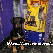 Pets-friends, зоомагазин фото