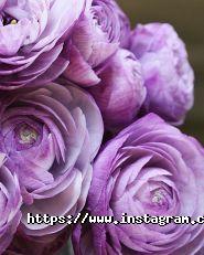 Ptaha, квіткова майстерня, доставка квітів фото