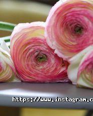 Ptaha, квіткова майстерня, доставка квітів фото