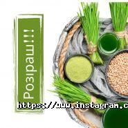 Сік паростків пшениці, бар фото