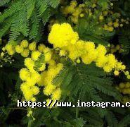 Корчма Тарас Бульба, ресторан фото