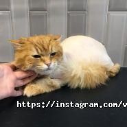 ZooLokus, зоосалон фото