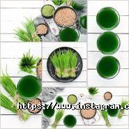 Сік паростків пшениці, бар фото