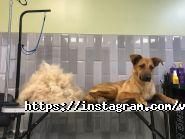 ZooLokus, зоосалон фото