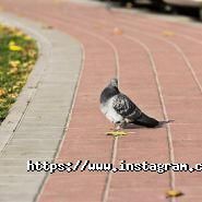 Юнигран, встановленя тротуарної плитки фото