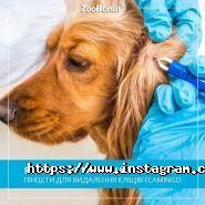 Zoobonus, інтернет-зоомагазин фото