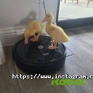 IRobot, сервіс побутової техніки фото