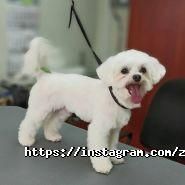 Дама з собачкою, зоосалон фото