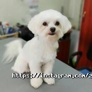 Дама з собачкою, зоосалон фото