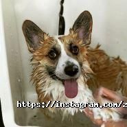 Дама з собачкою, зоосалон фото