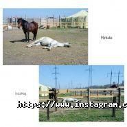 Мінтака, кінний клуб фото