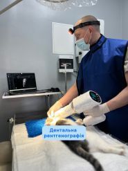 Док Ток, ветеринарная клиника фото