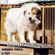 Ковчег, притулок для тварин фото