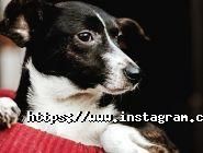 Ковчег, притулок для тварин фото