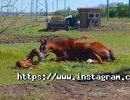 Мінтака, кінний клуб фото