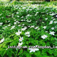 Відеограф Богдан Яремчук фото