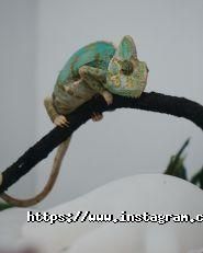 ZooLux, ветеринарна клініка фото