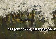 Польський Інститут фото