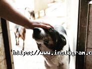 Ковчег, притулок для тварин фото