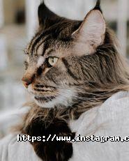 ZooLux, ветеринарна клініка фото