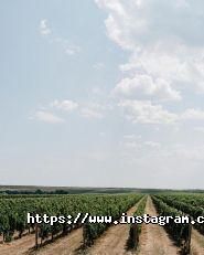 Dizyngoff, кафе фото