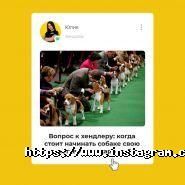 Зграя, навчально-дресирувальний кінологічний клуб фото