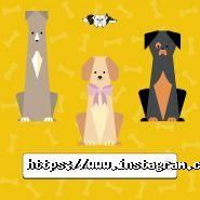 Зграя, навчально-дресирувальний кінологічний клуб фото