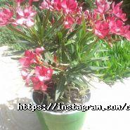 Complimente, гостьовий будинок фото