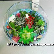 Botanica, інтернет-магазин кімнатних рослин і квітів фото