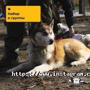 Зграя, навчально-дресирувальний кінологічний клуб фото