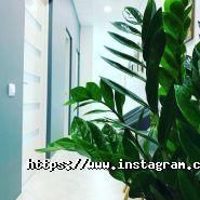 Пломбір, стоматологічна клініка фото