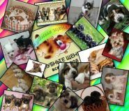 Сумской клуб собаководства Кинологического Клуба Украины фото