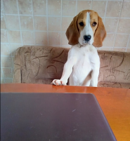 Дунай, ветеринарна клініка фото