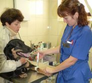 Ветеринарна допомога, ветеринарна клініка фото
