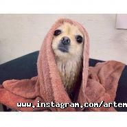 Артемон, зоосалон фото