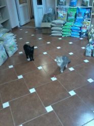 Гарфілд, зоомагазин фото