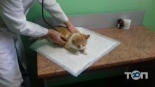 Ветмир, ветеринарный кабинет фото