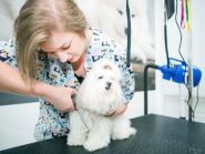 Ветмаркет, зоомагазин фото