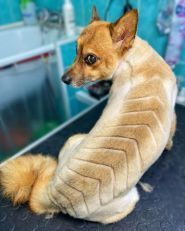 Супер Грумер, грумінг-салон фото