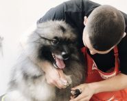 У момо, зоосалон фото