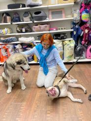 Кіт-пес, зоомагазин фото